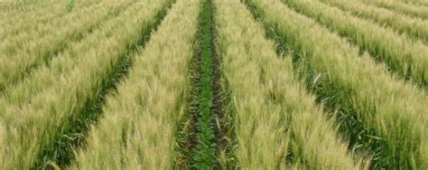 THE BENEFITS OF INTERCROPPING - Dutch Openers