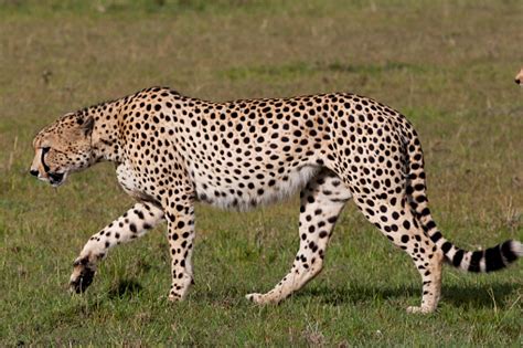 Cheetah Side View Stock Photo - Download Image Now - iStock