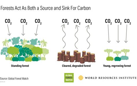 Forests Absorb Twice As Much Carbon As They Emit Each Year - CleanTechnica