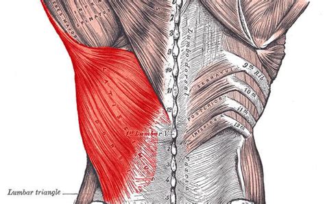 Top 3 Dynamic Lumbar Stabilization Exercises | Precision Movement