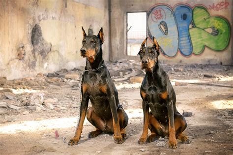 Male vs. Female Doberman: Which is Better? – Doberman Planet