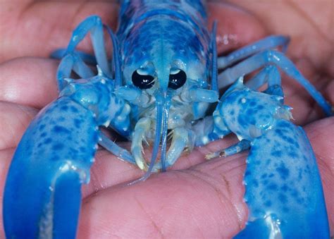 How rare are bright blue lobsters? - BBC News