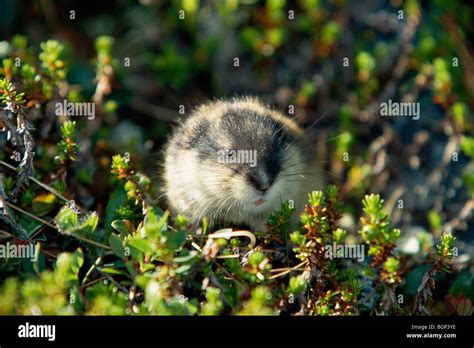 Norway lemming, Lapland, Sweden Stock Photo - Alamy