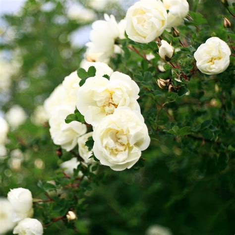 White Rose Bushes for Sale | Perfect Plants