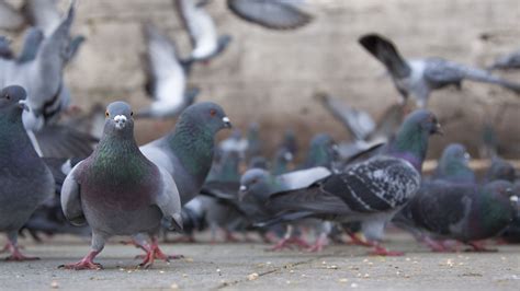 15 Incredible Facts About Pigeons | Mental Floss