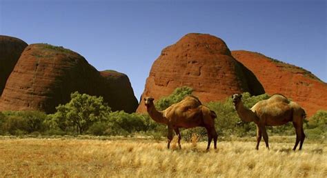 Camels in Australia? 1 million causing havoc - US news - Environment - Discovery.com | NBC News