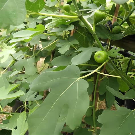 Anjeer Plant â€“ Indian Fig, Common fig - Bagwani Nursery-India's Largest Online Wholesale Plant ...