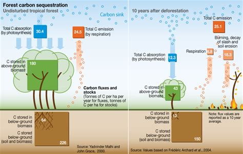 Forest carbon sequestration | GRID-Arendal