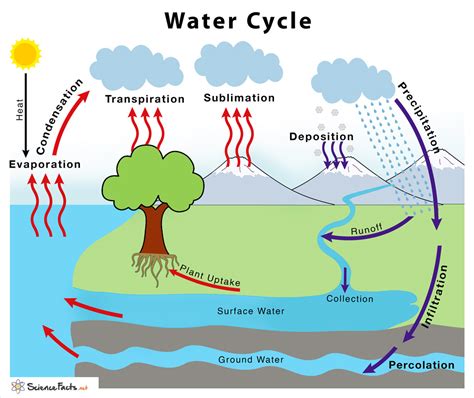 Get Download The Diagram Of Water Cycle Background | Catalogue of Diagrams