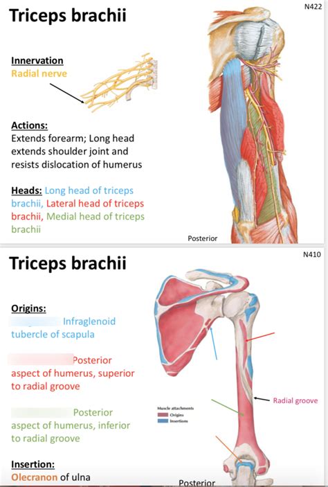 triceps brachii Diagram | Quizlet