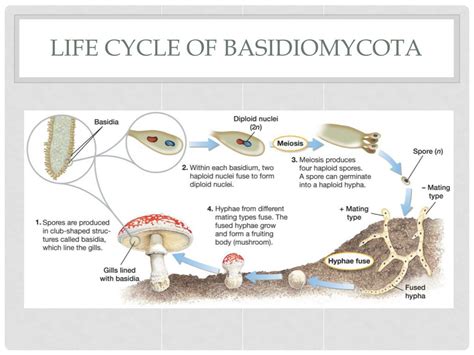 PPT - Chapter 22 Fungi PowerPoint Presentation, free download - ID:2354390