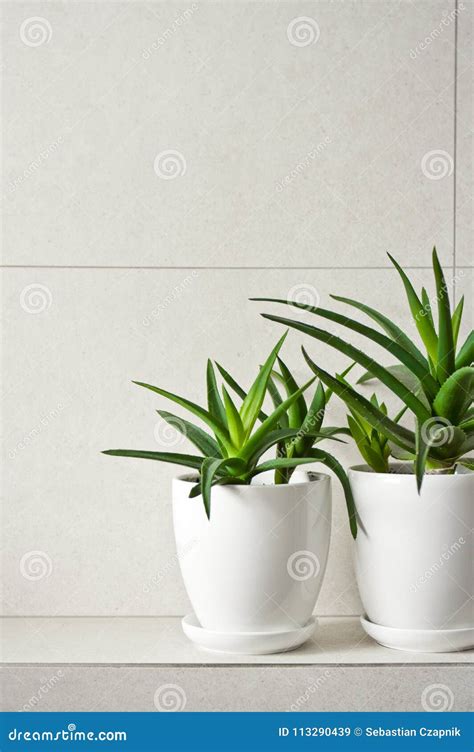 Medical Herb Aloe Vera in Pots on Bathroom Shelf Stock Image - Image of room, standing: 113290439