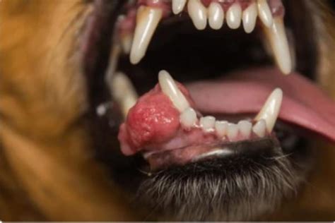 Epulis in Dogs - Causes and Treatment of a Lump in a Dog's Mouth