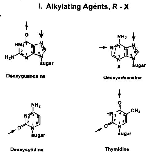 Figure 2 from DNA adducts of chemical carcinogens. | Semantic Scholar