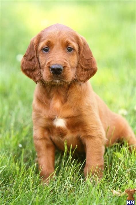 Pin by Mary E. on Cute Dogs | Irish setter puppy, Irish setter dogs, Setter puppies