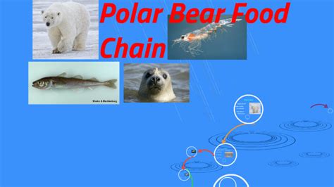 Polar Bear Food Chain by Ishkaran Dhaliwal on Prezi