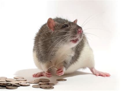 Dollar Store Rat Stuff – Rat Boggle