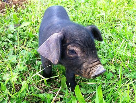 Large black piglet (Large black is the breed) | Breeds, Animals, Large black