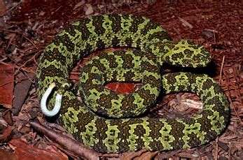 Mangshan Pitviper Facts and Pictures | Reptile Fact