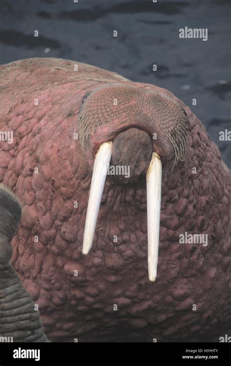 The USA, Alaska, walrus, Odobenus, rosmarus, head, detail, America, mammals, mammal, wild ...