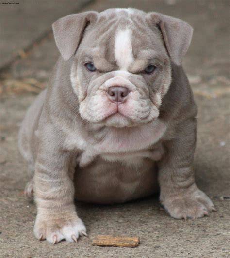 Bulldog - Puppies, Rescue, Pictures, Information, Temperament, Characteristics | Animals Breeds
