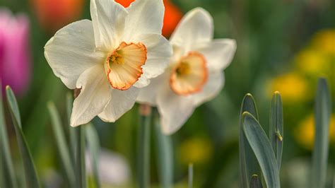 Spring White Daffodils Flowers Green Blur Background HD Flowers ...