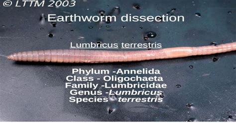 Earthworm dissection Lumbricus terrestris Phylum -Annelida Class - Oligochaeta Family ...