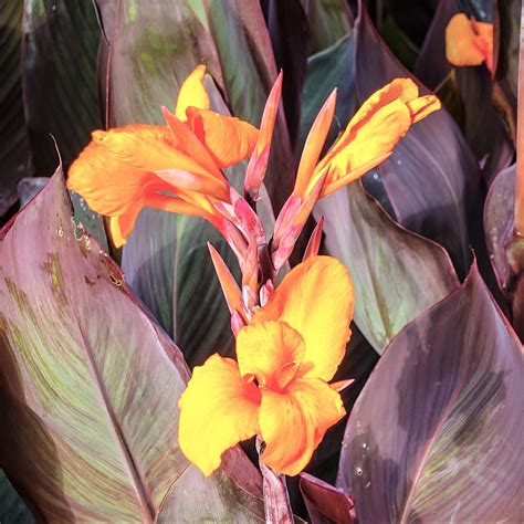 Canna Chocolate Sunrise, Canna Plants Spring – Easy To Grow Bulbs