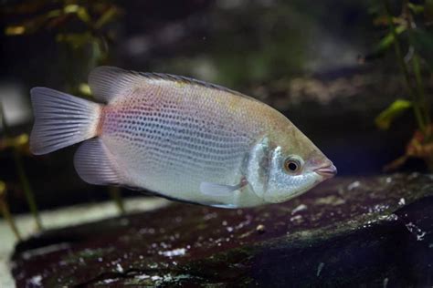 Care Sheet: Kissing Gourami | Helostoma temminckii - Aquariadise