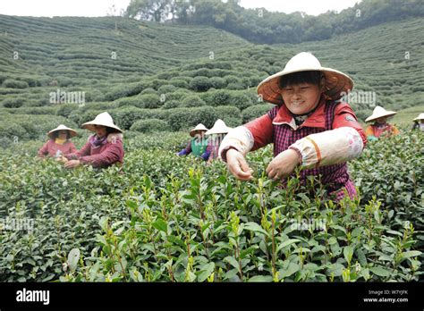 Chinese farmers harvest West Lake Longjing tea leaves at a tea plantation before the Qingming ...