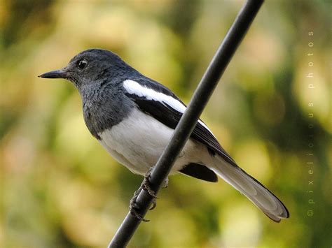 Oriental Magpie Robin and the Bird House