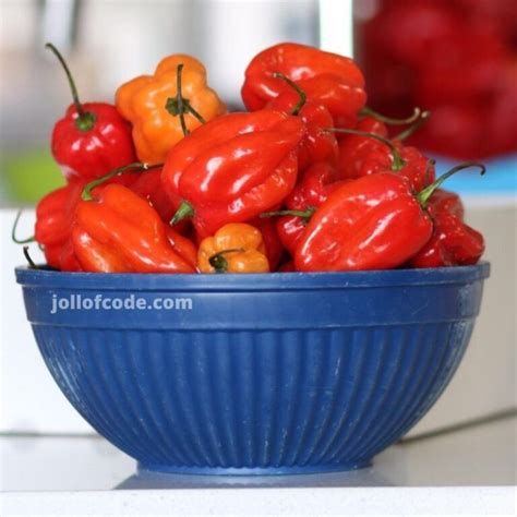 Nigerian Hot pepper - Jollof Code