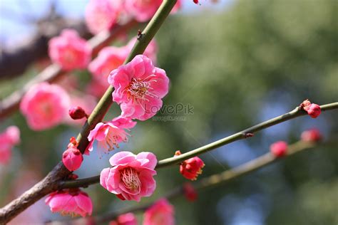 Cherry Blossoms In Spring Picture And HD Photos | Free Download On Lovepik