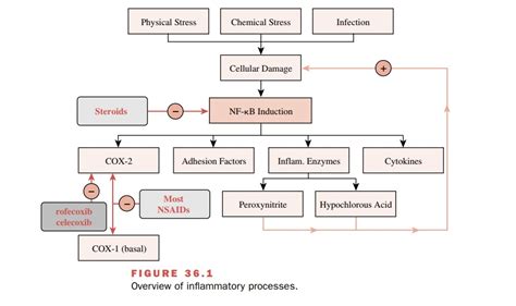 The Inflammatory Process