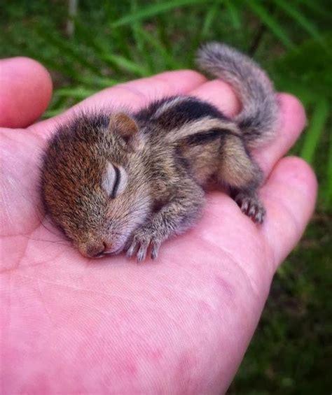 1273 best Baby Squirrel images on Pholder | Aww, Squirrels and Lil Grabbies