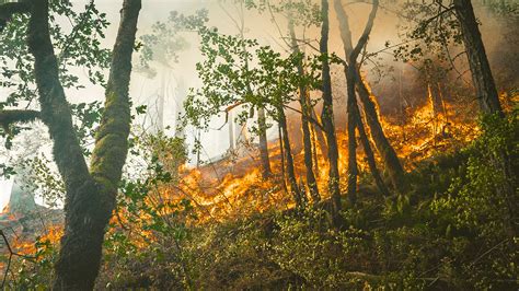 Amazon Rainforest Fires: Everything You Need to Know | College of Natural Resources News