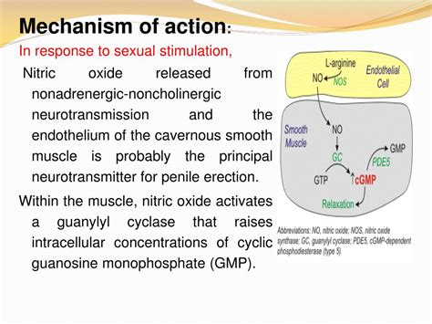 PPT - Phosphodiesterase inhibitors PowerPoint Presentation, free ...