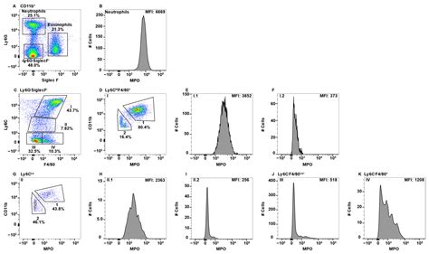 IJMS | Free Full-Text | Myeloperoxidase as a Marker to Differentiate Mouse Monocyte/Macrophage ...