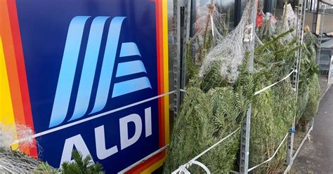 Aldi Christmas trees supplier falls to a loss and sheds jobs - Business Live