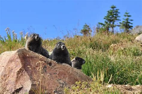 Hoary Marmot - Facts, Diet, Habitat & Pictures on Animalia.bio