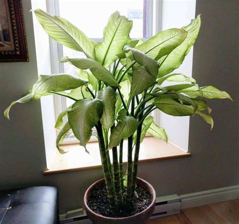 Fast Growing Indoor Plants to Fill Your Space | Indoor Gardening