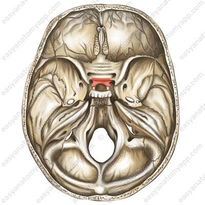 Клиновидная кость – Easy Anatomy 3D