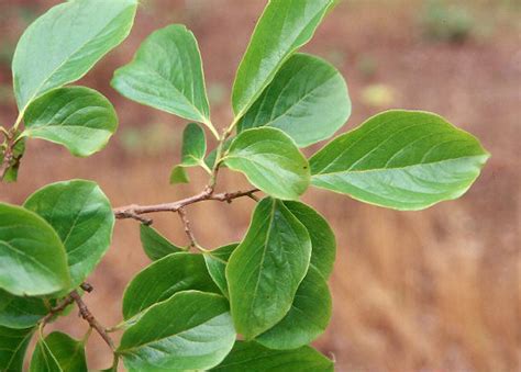 Diospyros kaki | Landscape Plants | Oregon State University