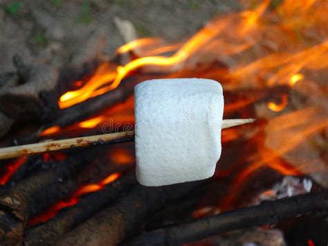 Marshmallow on a stick stock image. Image of nature, camp - 24635461