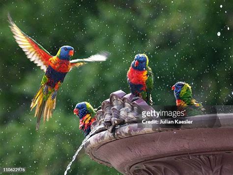 Birds Of Australia Photos and Premium High Res Pictures - Getty Images