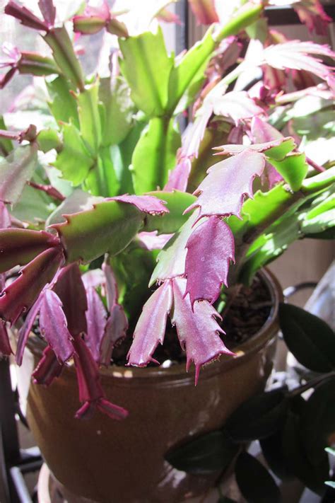 Why Is My Christmas Cactus Turning Purple? | Gardener’s Path