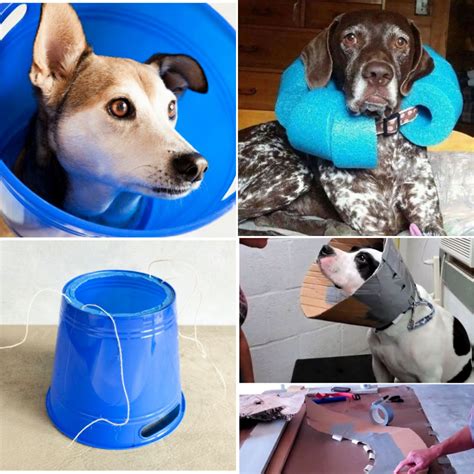 How to Make a DIY Dog Cone (7 Homemade Dog Cone Ideas)