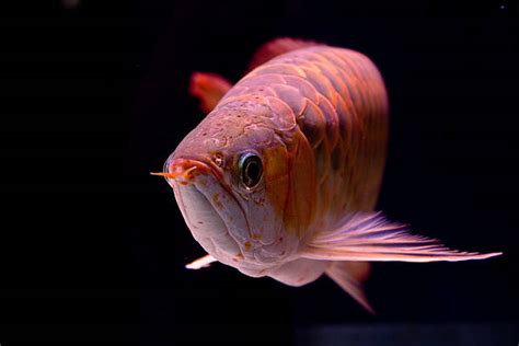 490+ Golden Arowana Fish Stock Photos, Pictures & Royalty-Free Images - iStock