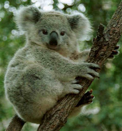 Koala Bears: The Cutest, Cuddliest Animal in the World (That Will Rip Your Face Off) | HubPages