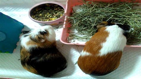 Guinea pig eating hay blends - YouTube